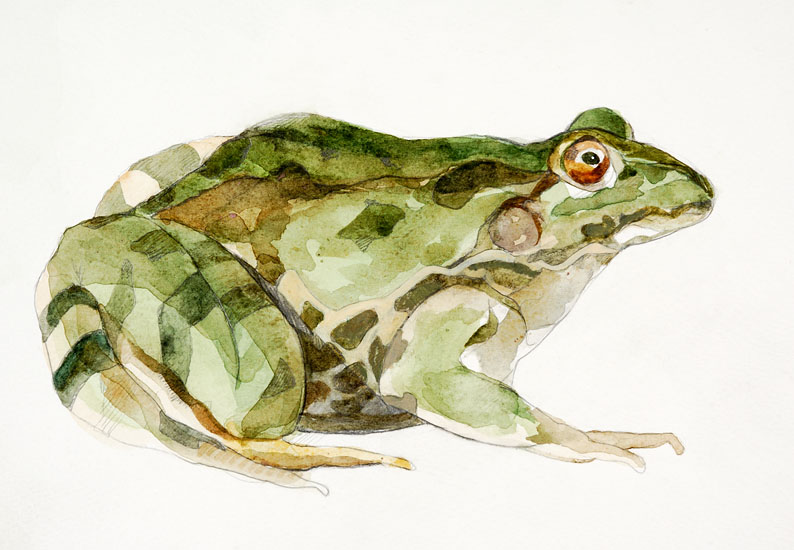 ARDILLA ROJA (Sciurus vulgaris)